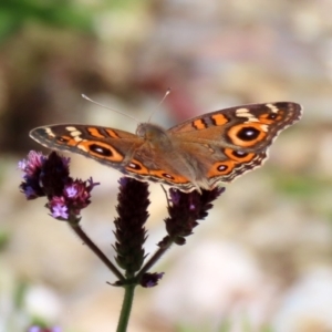 Junonia villida at Yarrow, NSW - 3 Mar 2021