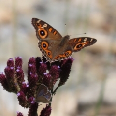 Junonia villida at Yarrow, NSW - 3 Mar 2021