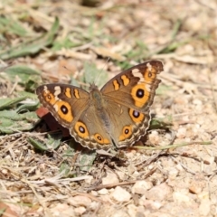 Junonia villida at Yarrow, NSW - 3 Mar 2021 01:24 PM