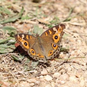 Junonia villida at Yarrow, NSW - 3 Mar 2021