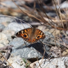 Junonia villida at Yarrow, NSW - 3 Mar 2021