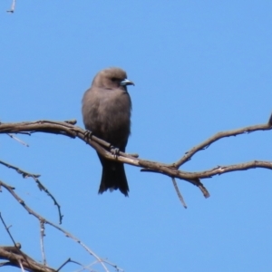 Artamus cyanopterus at Googong Reservoir - 3 Mar 2021