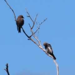 Artamus cyanopterus at Googong Reservoir - 3 Mar 2021