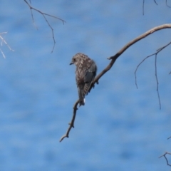 Artamus cyanopterus at Googong Reservoir - 3 Mar 2021