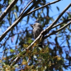 Artamus cyanopterus at Googong Reservoir - 3 Mar 2021 11:39 AM