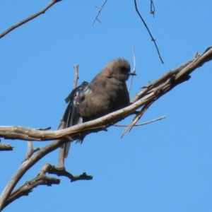 Artamus cyanopterus cyanopterus at Googong Reservoir - 3 Mar 2021