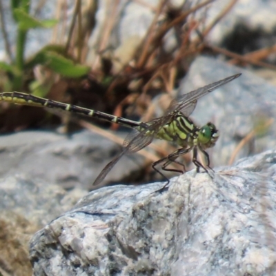 Austrogomphus guerini (Yellow-striped Hunter) at Googong Foreshore - 3 Mar 2021 by RodDeb