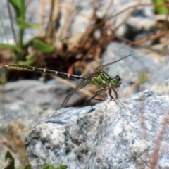 Austrogomphus guerini at Yarrow, NSW - 3 Mar 2021 01:24 PM