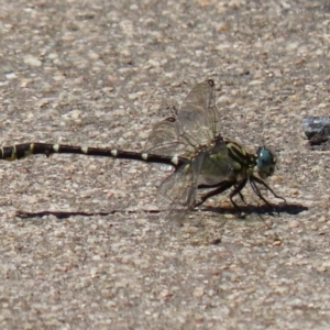 Hemigomphus heteroclytus at Yarrow, NSW - 3 Mar 2021 01:21 PM