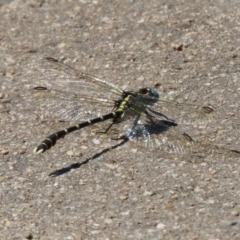 Hemigomphus heteroclytus at Yarrow, NSW - 3 Mar 2021 01:21 PM