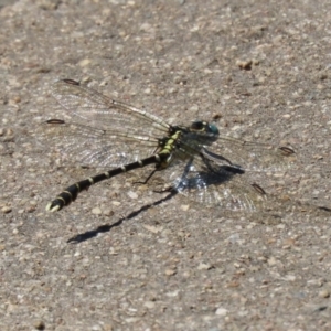 Hemigomphus heteroclytus at Yarrow, NSW - 3 Mar 2021 01:21 PM