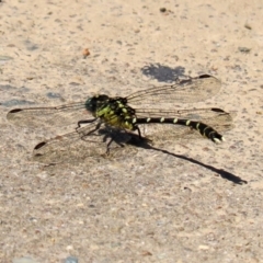 Hemigomphus heteroclytus at Yarrow, NSW - 3 Mar 2021 01:21 PM