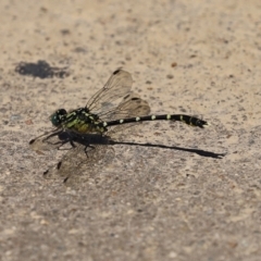 Hemigomphus heteroclytus at Yarrow, NSW - 3 Mar 2021