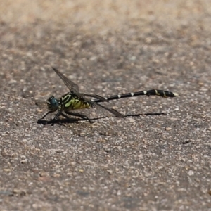 Hemigomphus heteroclytus at Yarrow, NSW - 3 Mar 2021