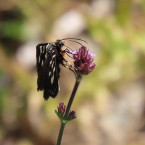 Phalaenoides tristifica at Yarrow, NSW - 3 Mar 2021