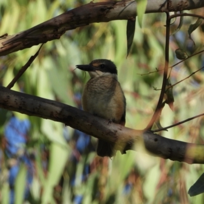 Todiramphus sanctus (Sacred Kingfisher) at Wonga Wetlands - 10 Feb 2021 by WingsToWander