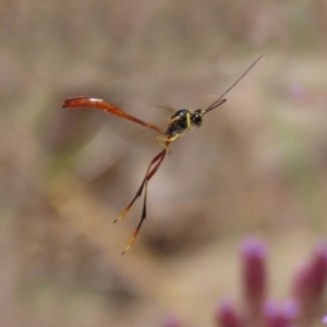 Heteropelma scaposum at Yarrow, NSW - 3 Mar 2021