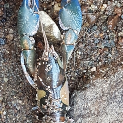 Cherax destructor (Common Yabby) at Latham, ACT - 4 Mar 2021 by trevorpreston