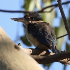 Todiramphus sanctus (Sacred Kingfisher) at Albury - 10 Feb 2021 by WingsToWander