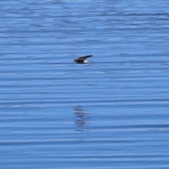 Petrochelidon nigricans at Googong, NSW - 3 Mar 2021