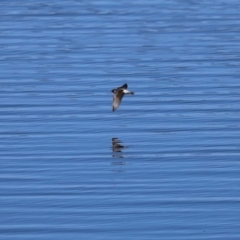 Petrochelidon nigricans at Googong, NSW - 3 Mar 2021