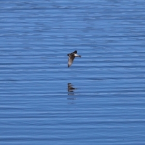 Petrochelidon nigricans at Googong, NSW - 3 Mar 2021