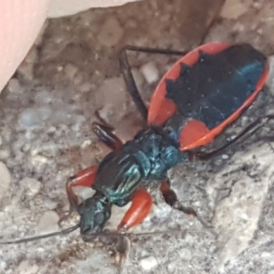 Ectomocoris patricius (Ground assassin bug) at Umbagong District Park - 4 Mar 2021 by tpreston