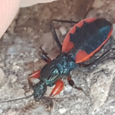 Ectomocoris patricius (Ground assassin bug) at Latham, ACT - 4 Mar 2021 by trevorpreston