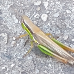 Bermius brachycerus (A grasshopper) at Latham, ACT - 4 Mar 2021 by trevorpreston