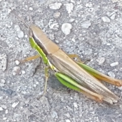 Bermius brachycerus at Latham, ACT - 4 Mar 2021