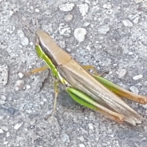 Bermius brachycerus at Latham, ACT - 4 Mar 2021