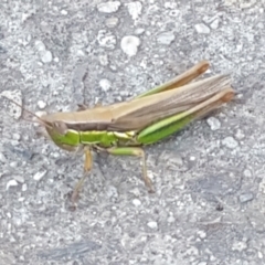 Bermius brachycerus at Latham, ACT - 4 Mar 2021