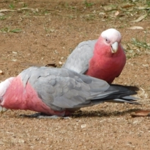 Eolophus roseicapilla at Symonston, ACT - 3 Mar 2021