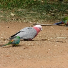 Eolophus roseicapilla at Symonston, ACT - 3 Mar 2021