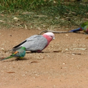 Eolophus roseicapilla at Symonston, ACT - 3 Mar 2021