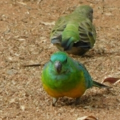 Psephotus haematonotus (Red-rumped Parrot) at Symonston, ACT - 2 Mar 2021 by CallumBraeRuralProperty