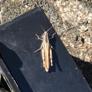 Macrotona australis at Mount Clear, ACT - 3 Mar 2021