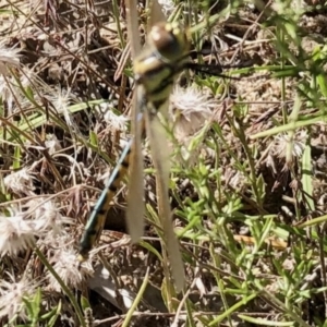 Hemicordulia tau at Mount Clear, ACT - 3 Mar 2021