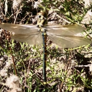 Hemicordulia tau at Mount Clear, ACT - 3 Mar 2021