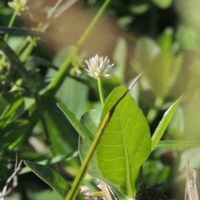 Alternanthera philoxeroides (Alligator Weed) at Isabella Plains, ACT - 4 Mar 2021 by michaelb