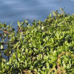 Alternanthera philoxeroides at Isabella Plains, ACT - 4 Mar 2021