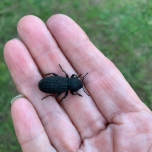 Amycterus abnormis at Murrumbateman, NSW - 1 Mar 2021