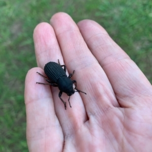 Amycterus abnormis at Murrumbateman, NSW - 1 Mar 2021