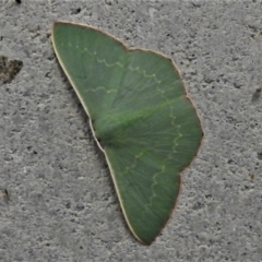 Prasinocyma semicrocea (Common Gum Emerald moth) at Paddys River, ACT - 4 Mar 2021 by JohnBundock