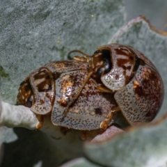 Paropsisterna m-fuscum (Eucalyptus Leaf Beetle) at Downer, ACT - 3 Mar 2021 by WHall