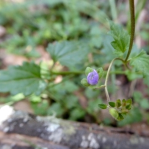 Veronica plebeia at Yass River, NSW - 3 Mar 2021 10:48 AM