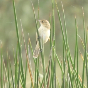 Acrocephalus australis at Murrumbateman, NSW - 8 Feb 2021