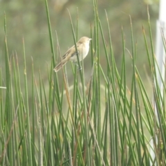 Acrocephalus australis at Murrumbateman, NSW - 8 Feb 2021