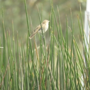 Acrocephalus australis at Murrumbateman, NSW - 8 Feb 2021