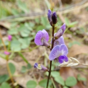 Glycine tabacina at Yass River, NSW - 3 Mar 2021 09:11 AM